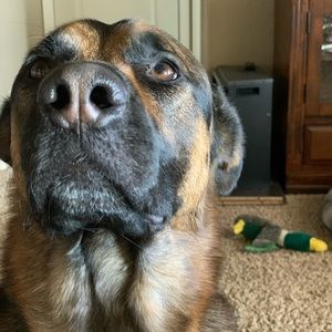 Meet your Posher, Gracie